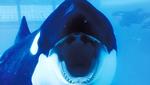 SeaWorld. 'Blackfish' er en fascinerende film om, hvor dårligt mennesker behandler dyr. 