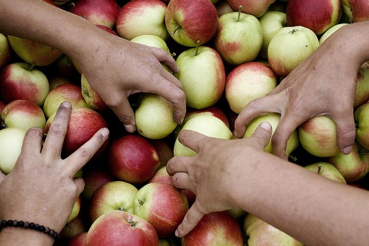 Æbler. Hele 67 procent af fundene af sprøjtegiftrester på danske æbler skyldes sprøjtemidler, der er eller har været godkendt mod 'lagersygdomme'. 