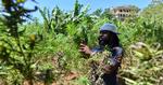 Tåget. Breezy er en af de marijuana-farmere, der viser turister rundt mod betaling. 