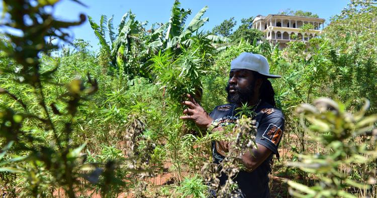 Tåget. Breezy er en af de marijuana-farmere, der viser turister rundt mod betaling. 