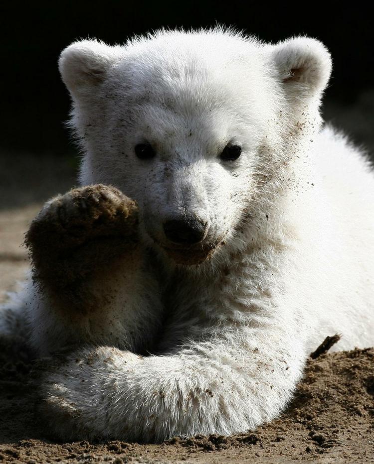 Varemærke: EU-domstolen ahr nu afgjort, hvem der har retten til varemærket 'Knut'. 