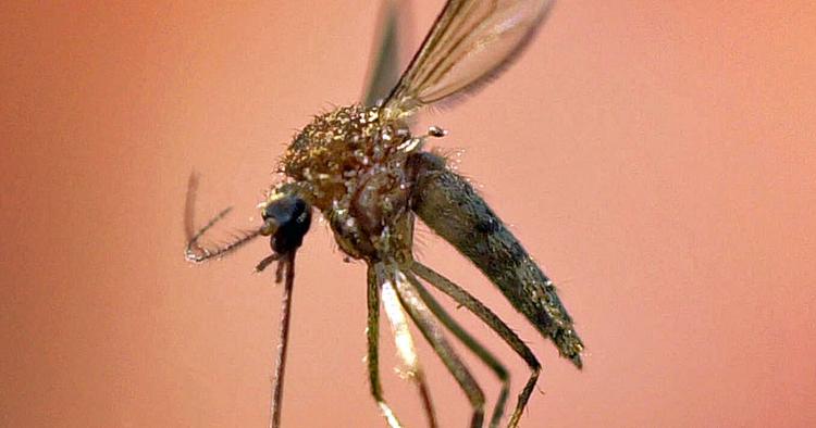 Epidemisk. Hvert år smittes 50 millioner mennesker med dengue-feber. 