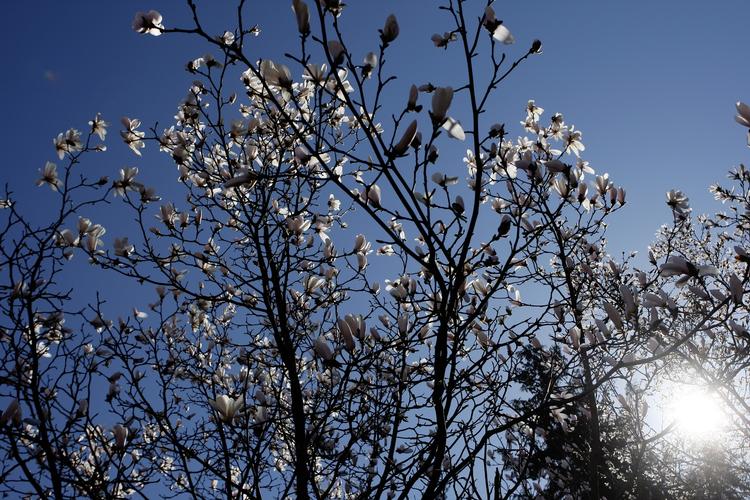 Betydningsfuldt. Træer kan vokse på en og skabe betydning, så de skal med, når man flytter. Ligesom dette magnoliatræ sandsynligvis har gjort på mange. 
