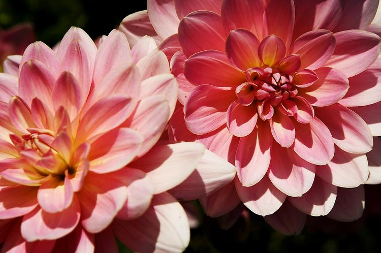 Blomstrende. Så fine og blomstrende kan velplejede georginer se ud. Men de skal have gødning - og meget af det. 