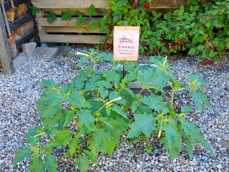 Advarsel. Alle dele af pigæbleplanten er meget giftige. Privatfoto 
