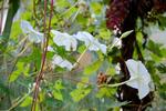 Rekordblomstring. 14. august kl. 8 om morgenen har blomsterne været sprunget ud i 13 timer. I løbet af dagen folder de sig sammen igen og visner. Der var 17 andre blomster i havestuen samtidig, men de kunne ikke være på det samme billede. Den spidse knop springer ud til aften. 
