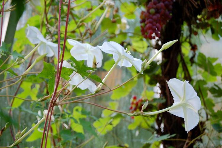 Rekordblomstring. 14. august kl. 8 om morgenen har blomsterne været sprunget ud i 13 timer. I løbet af dagen folder de sig sammen igen og visner. Der var 17 andre blomster i havestuen samtidig, men de kunne ikke være på det samme billede. Den spidse knop springer ud til aften. 