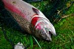 Fiskeri. Dyreetisk Råd mener, at fiskenes dyrevelfærd skal blive bedre. Men det er ikke et problem i put and take-søer, mener lystfiskerforening. 