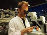 Forskning. Postdoc Mikael Egebjerg Pedersen i laboratoriet. 