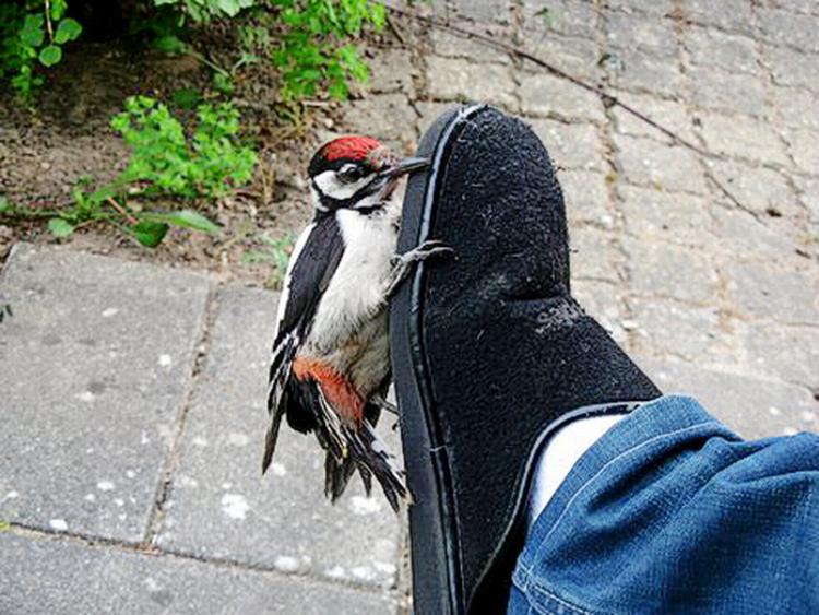 Chokeret. Spætten har fået en ordentlig forskrækkelse og gør derefter det, den er bedst til: at hakke. Privatfoto 