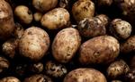 Besværlig. Unge tyr i højere grad til pasta end kartofler, da mange unge synes kartofler er besværlige at lave, viser ny undersøgelse. 
