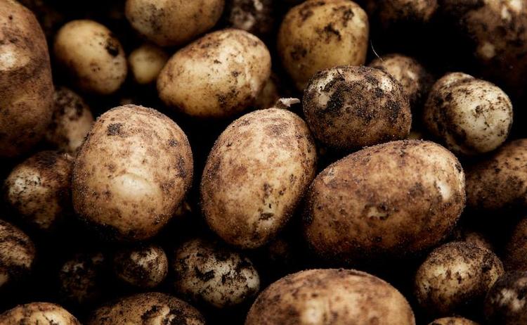 Besværlig. Unge tyr i højere grad til pasta end kartofler, da mange unge synes kartofler er besværlige at lave, viser ny undersøgelse. 