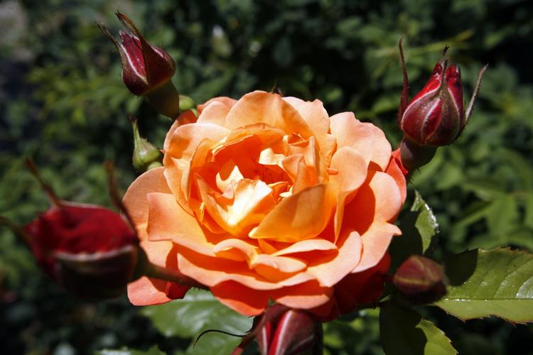 Levende. Sådan ser en rose ud i bedste velgående. 