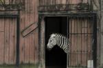 Klædedragt. London Zoo forbyder gæster at bære dyreprint så som zebrastriber,d a det skræmmer dyrene. Denne uskyldige zebra er dog fotograferet i en indisk zoo. 