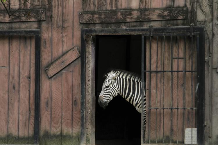 Klædedragt. London Zoo forbyder gæster at bære dyreprint så som zebrastriber,d a det skræmmer dyrene. Denne uskyldige zebra er dog fotograferet i en indisk zoo. 