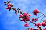 Høst. Kirsebærtræerne blomstrer flot - og visse kan også høstes til glæde og til gavn. 