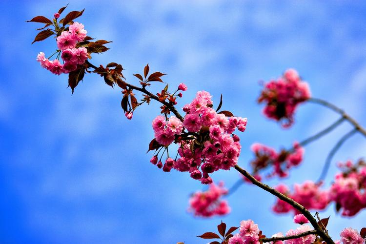 Høst. Kirsebærtræerne blomstrer flot - og visse kan også høstes til glæde og til gavn. 