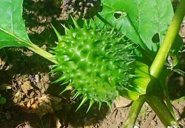 giftig. Alle dele af planten pigæble er giftige. 