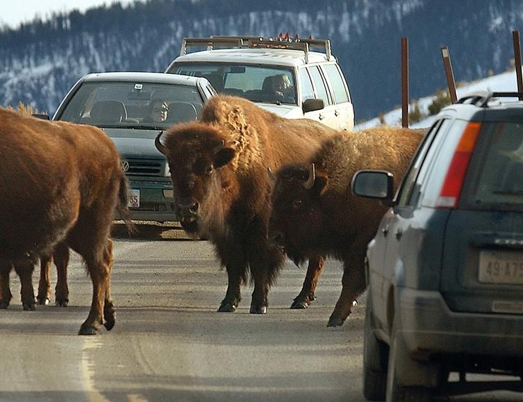 Alene. Bisonokserne i Yellowstone-parken slipper muligvis for at være omgivet af biler i den kommende tid. Parken ser ud til at lukke på grund af den amerikanske budgetkrise. 