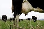 mælkepres. Nogle økologiske mælkeproducenter oplever, at bankerne forsøger at presse dem over på konventionel mælkeproduktion. 