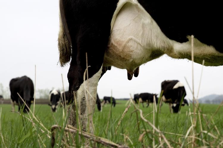 mælkepres. Nogle økologiske mælkeproducenter oplever, at bankerne forsøger at presse dem over på konventionel mælkeproduktion. 