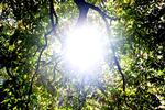 Solskin. Undersøgelser tyder på, at solcreme nedsætter dannelsen af D-vitamin. 