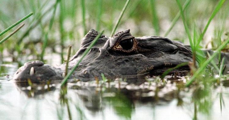 Natur. I naturreservatet Marais de Kaw kan du blandt andet opleve alligatorer som ham her. 