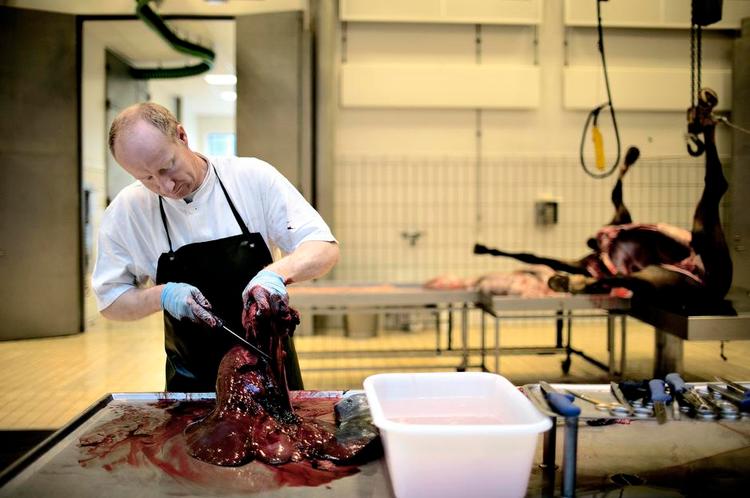 Indvolde. Laboratoriebetjenten befrier en hest for tarme, mavesæk og milt, før patologernes arbejde kan gå i gang. 