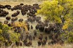 Indsamling. Bisonokserne i Custer State Park er netop hentet ind fra alle kroge i parken under det årlige Buffalo Round Up. Parken kan rumme ca. 1.100 dyr, og det betyder, at ca. 300 bisonokser bliver videresolgt på auktion i november. 