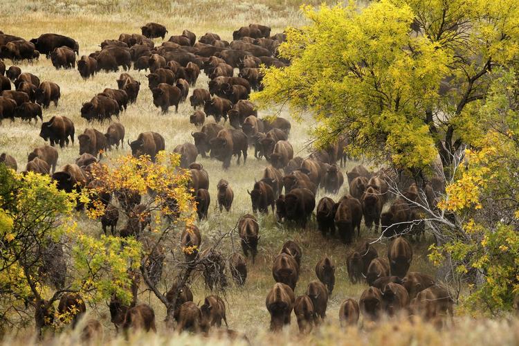 Indsamling. Bisonokserne i Custer State Park er netop hentet ind fra alle kroge i parken under det årlige Buffalo Round Up. Parken kan rumme ca. 1.100 dyr, og det betyder, at ca. 300 bisonokser bliver videresolgt på auktion i november. 