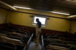 BYRDE. Danske landmænd slæber rundt på gigantisk gæld og mange er teknisk insolvente. Det udgør en fare for dansk økonomi, og derfor blev landbrugets kreditinstitut i dag en del af syv banker, som politikerne stiller ekstra krav til, fordi de udgør en trussel for Danmark, hvis de får problemer. 