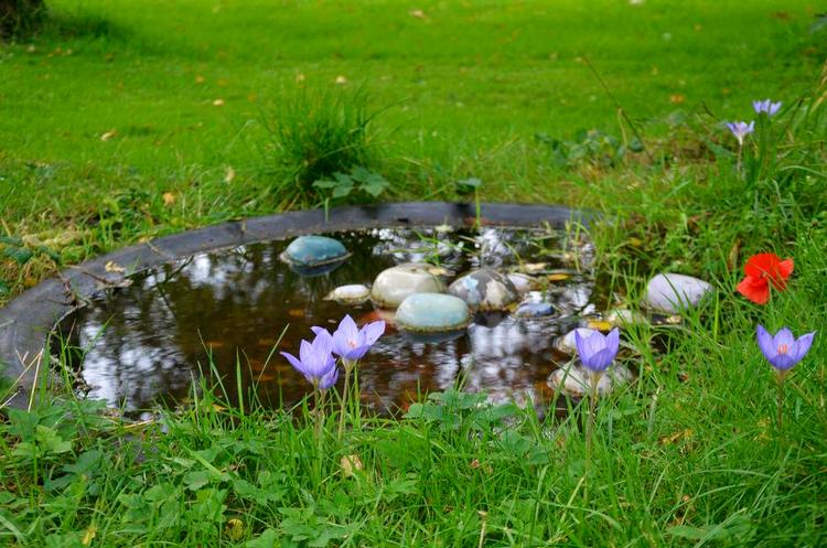Kærkomne. De sarte og fine efterårskrokus blomstrer her i oktober. Foto: Cathrine Becher 