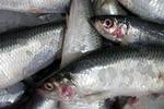 Sundt? Er det fiskeolien i fisken der gør den sund, eller er det i virkeligheden noget helt andet? 