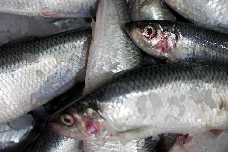 Sundt? Er det fiskeolien i fisken der gør den sund, eller er det i virkeligheden noget helt andet? 