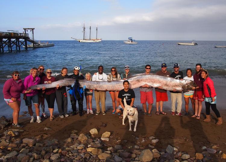 UHYRE. En ekstremt stor sildekonge blev i dag fundet ud for Los Angeles kyst. Det er den største fisk, der er fundet af sin slags, siden 1996. 