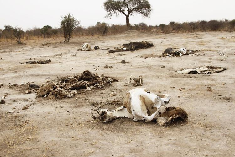 Elfenben. Ligrester af forgiftede elefanter fundet i Hwange National Park i Zimbabwe 