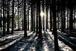 Lys. Fem procent af befolknignen i Danmark lider af vinterdepression og yderligere fem procent mærker et dyk i energi og humør i de mærke måneder. 