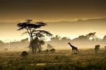 afrika. Beslutningen om at rejse til det fjerne kontinent skildres som en slags poetisk åbenbaring, da Alice vågner med tømmermænd dagen efter sin 30års-fest. 