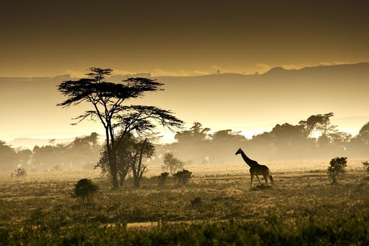 afrika. Beslutningen om at rejse til det fjerne kontinent skildres som en slags poetisk åbenbaring, da Alice vågner med tømmermænd dagen efter sin 30års-fest. 