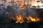 Ildebrand. En brandmand under arbejdet med at slukke de mange brande, som stadig hærger delstaten New South Wales i Australien. 