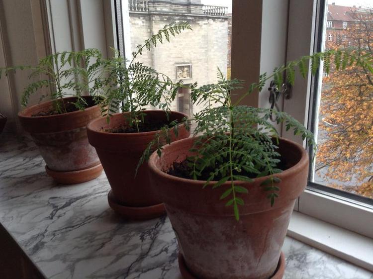 Visner. Tre små træer. Frøene spirede, men nu smider de tre små jacarandatræer bladene. Privatfoto 