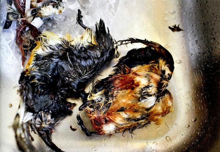 Uhm. Søren Zeuth har taget de mange fine billeder i Kirks bog. 