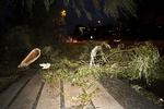 Storm. Nedfaldne grene i København. 