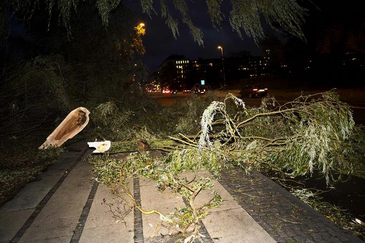 Storm. Nedfaldne grene i København. 