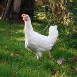 Efterbillede. Sådan kom Maggie til at se ud efter Signe Wenneberg tog sig af den tidligere burhøne. 
