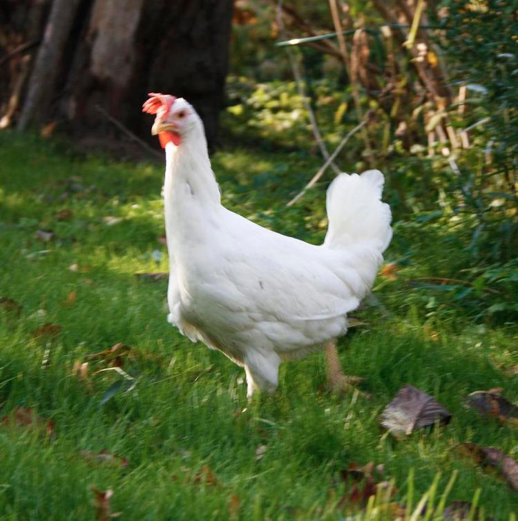 Efterbillede. Sådan kom Maggie til at se ud efter Signe Wenneberg tog sig af den tidligere burhøne. 