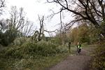 Væltet. Stormens i mandags var særlig slem ved træerne i byens grønne områder. Her er det væltede træer ved Utterslev Mose. 