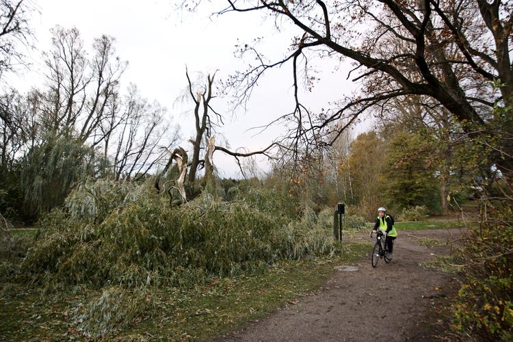 Væltet. Stormens i mandags var særlig slem ved træerne i byens grønne områder. Her er det væltede træer ved Utterslev Mose. 