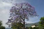 800px-JacarandaTreeIndia