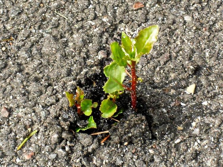 grokraft. Efter fældning af popler kommer de nye skud op gennem asfalten. Privatfoto 